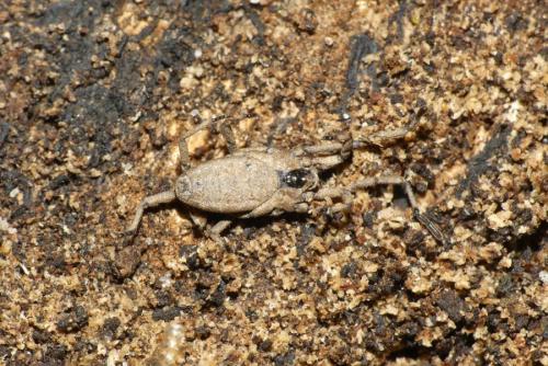 Trogulus sp.